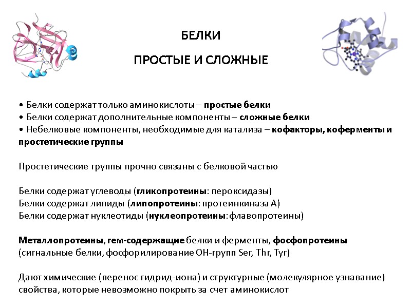 БЕЛКИ ПРОСТЫЕ И СЛОЖНЫЕ • Белки содержат только аминокислоты – простые белки  